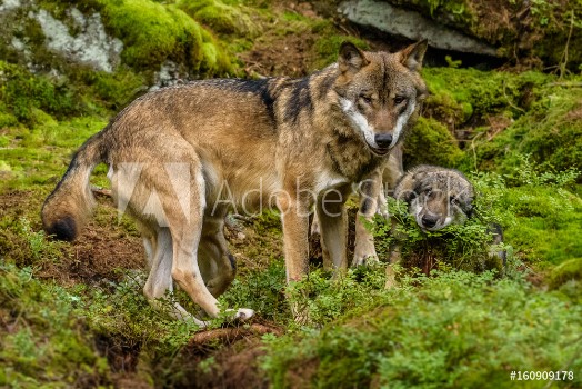Picture of Alaska wolf pack Canis lupus 
